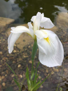 Iris laevigata ´Snowdrift´
