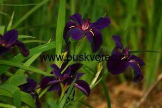 Iris louisiana ´Black Gamecock´