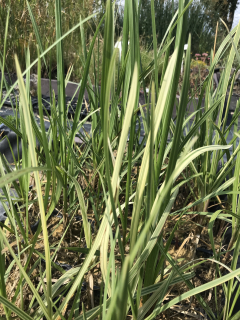 Glyceria maxima ´Variegata´