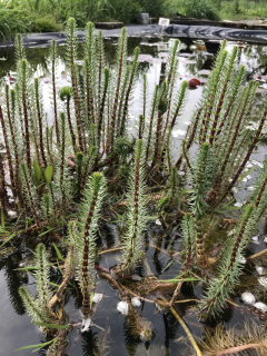 Hippuris vulgaris