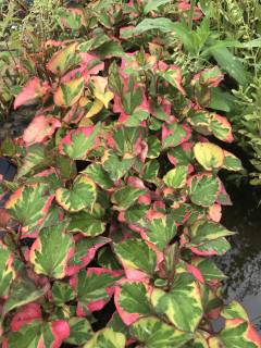 Houttuynia cordata ´Chameleon´