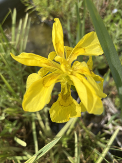 Iris pseudacorus PLENA