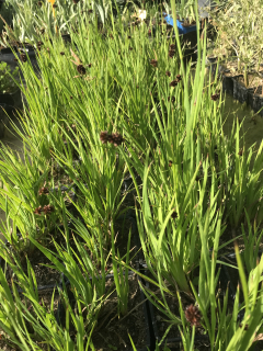 Juncus ensifolius