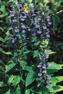 Lobelia syphilitica