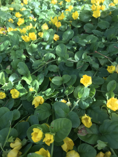 Lysimachia nummularia