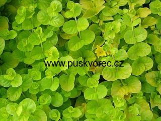 Lysimachia nummularia ´Aurea´
