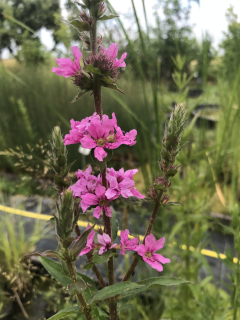 Lythrum salicaria ´Rose Gem´