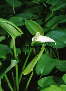 Calla palustris