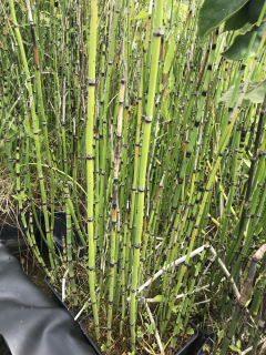 Equisetum hyemale