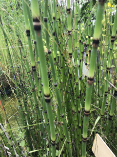 Equisetum hyemale ´Robustum´