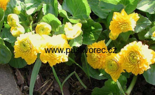 Caltha palustris ´Multiplex´