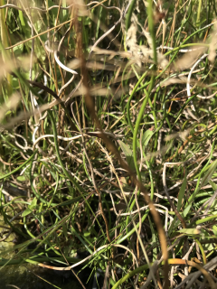 Juncus effusus ´Spiralis´