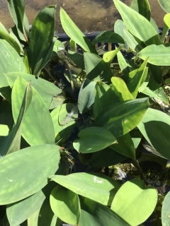 Orontium aquaticum