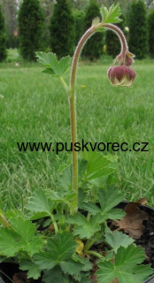 Geum rivale