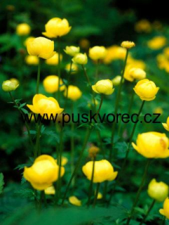 Trollius europaeus