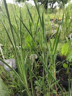 Acorus calamus ´Variegatus´