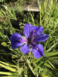 Iris kaempferi