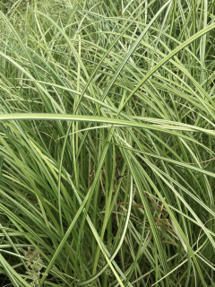 Carex riparia ´Variegata´