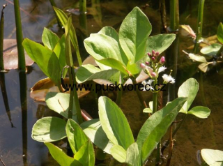 Menyanthes trifoliata