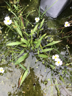 Baldelia ranunculoides