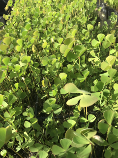 Marsilea quadrifolia
