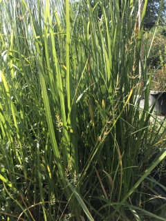 Glyceria maxima