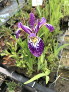 Iris versicolor