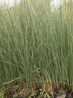 Juncus inflexus (glaucus)