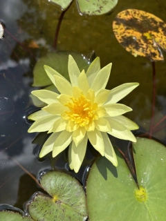 Nymphaea ´Marliacea Chromatella´