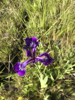 Iris laevigata