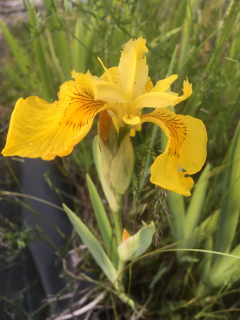 Iris pseudacorus ´Variegata´