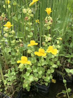 Mimulus luteus