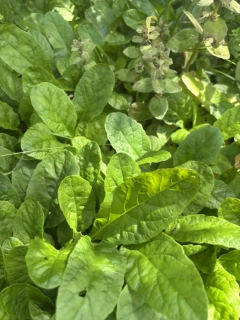 Ajuga reptans