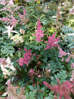 Astilbe arendsii SHOWSTAR
