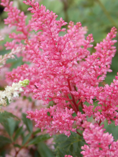 Astilbe chinensis PUMILA
