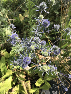 Eryngium planum