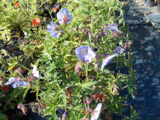 Geranium pratense