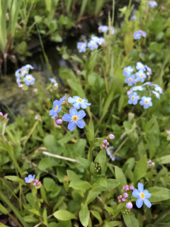 Myosotis palustris