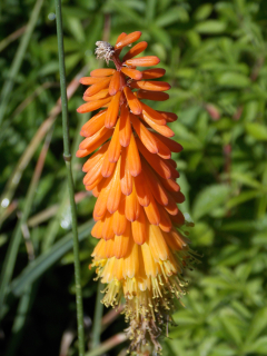 Kniphofia uvaria