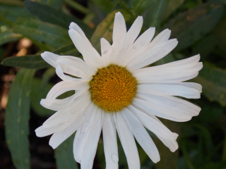 Leucanthemum maximum ALASKA