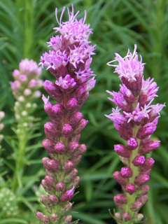 Liatris spicata