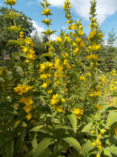 Lysimachia punctata