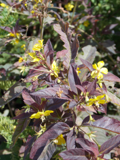 Lysimachia ciliata FIRECRACKER