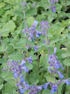 Nepeta x faasenii