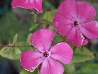 Phlox paniculata