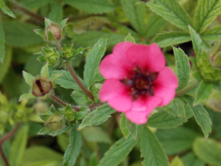 Potentilla nepalensis RON MC BEATH