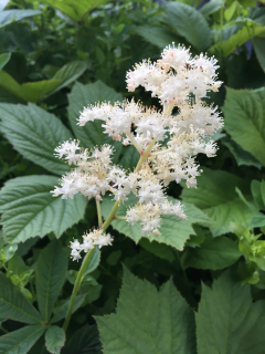 Rodgersia aesculifolia