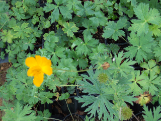 Trollius chinensis GOLD QUEEN