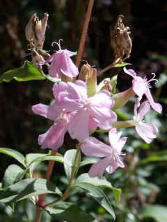 Saponaria officinalis