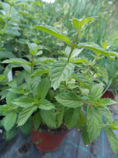 Mentha piperita
